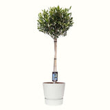 Olijf Op Stam In Elho Outdoor Sierpot Greenville Rond (Wit)