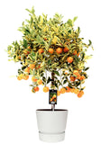 Citrus Variegata In Elho Outdoor Sierpot Greenville Rond (Wit)
