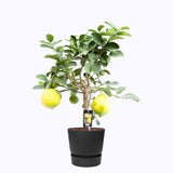 Citrus Lipo Op Stam In Elho Outdoor Sierpot Greenville Rond (Zwart)