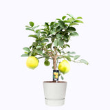Citrus Lipo Op Stam In Elho Outdoor Sierpot Greenville Rond (Wit)
