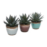 Trio Agave ‘Shaka Zulu’ In Old Look Keramiek