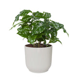 Koffieplantje (Coffea Arabica) in elho Sierpot Wit