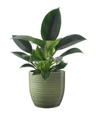 Philodendron 'Green Princess' In Bergamo Keramiek (Groen)