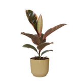 Ficus 'Belize' In Elho Vibes Fold Sierpot (Botergeel)