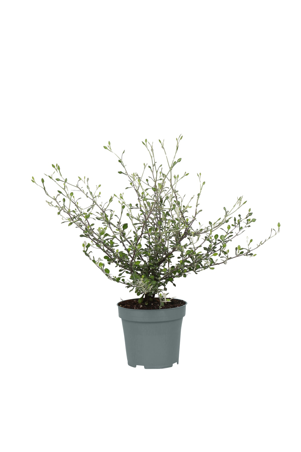 Maori® Green Leaf