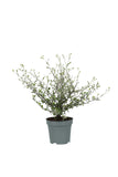 Maori® Green Leaf