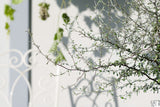 Maori® Green Leaf