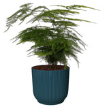 Asparagus Setaceus ‘Plumosus’ In Sierpot Vibes Fold Rond (Diepblauw)