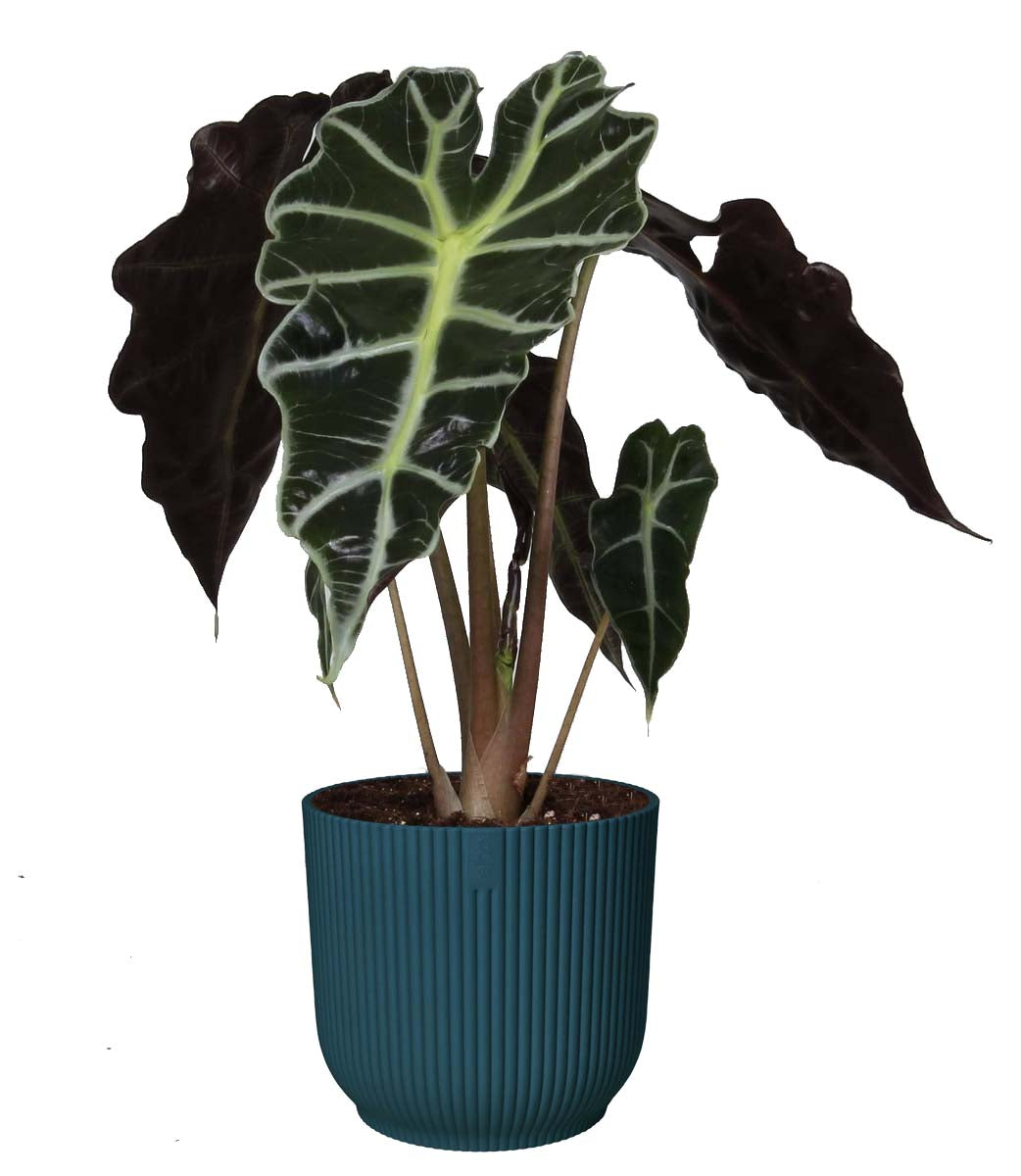 Alocasia Polly In Elho Vibes Fold Sierpot (Diepblauw)