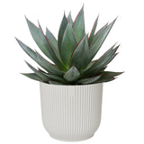 Combi Agave ‘Shaka Zulu’ En Haworthia West Jogoo In Elho Vibes Fold (Zijdewit)