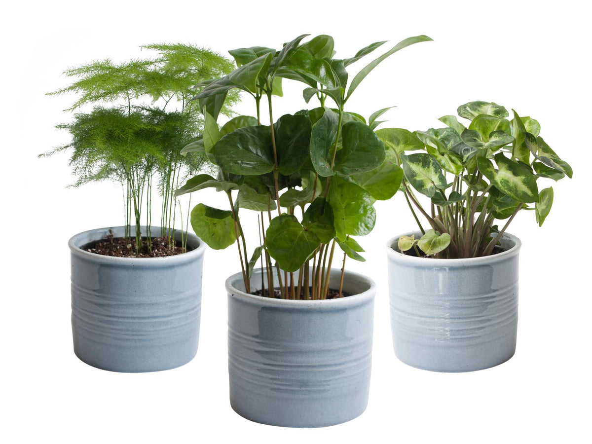 Mini-Green | Trio 'Urban Jungle' In Laos Keramiek (Blauw)