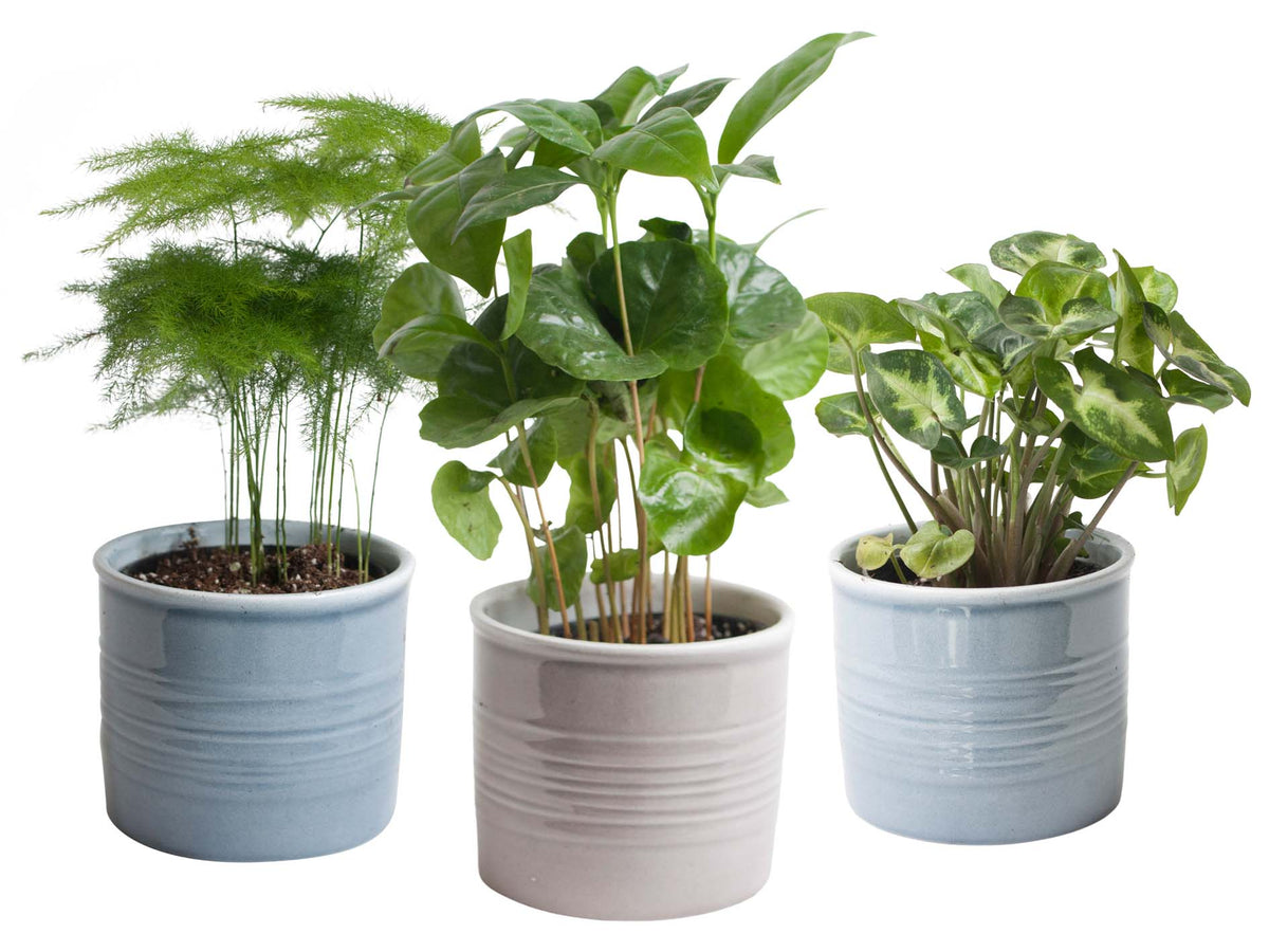 Mini-Green | Trio 'Urban Jungle' In Laos Keramiek