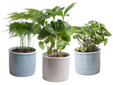 Mini-Green | Trio 'Urban Jungle' In Laos Keramiek