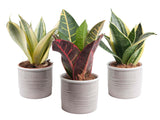 Mini-Green Trio Sanseveria In Trendy Keramiek