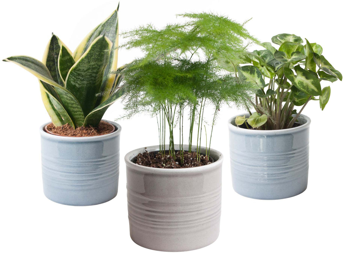 Mini-Green | Trio Miniplanten In Laos Keramiek