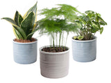 Mini-Green | Trio Miniplanten In Laos Keramiek