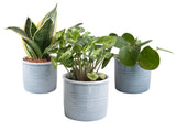 Mini-Green | Trio ‘Klein Groen’ In Laos Keramiek (Blauw)