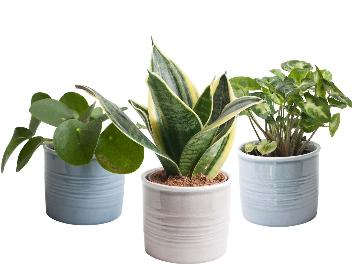 Mini-Green | Trio ‘Klein Groen’ In Laos Keramiek