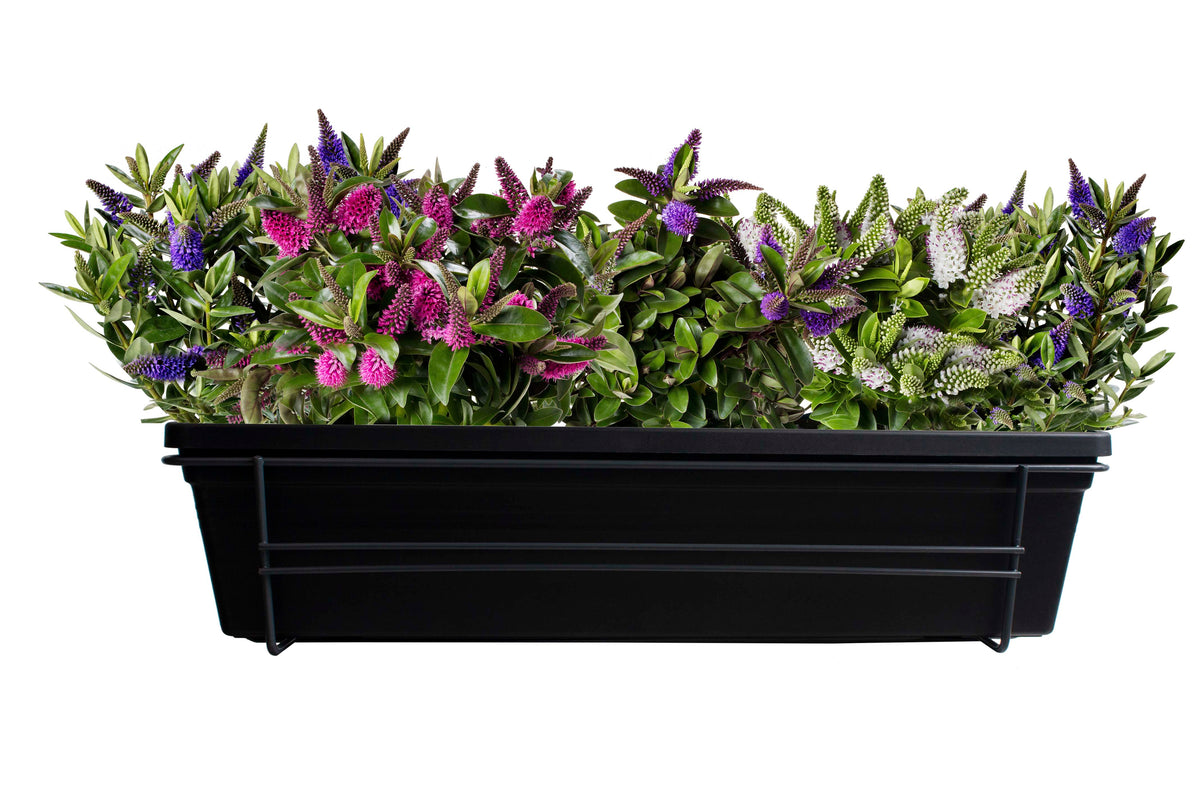 Complete Set Hebe Planten in Elho Balkonbak Zwart