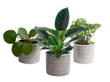 Mini-Green | Trio ‘Mooi Groen’ In Laos Keramiek (Grijs)