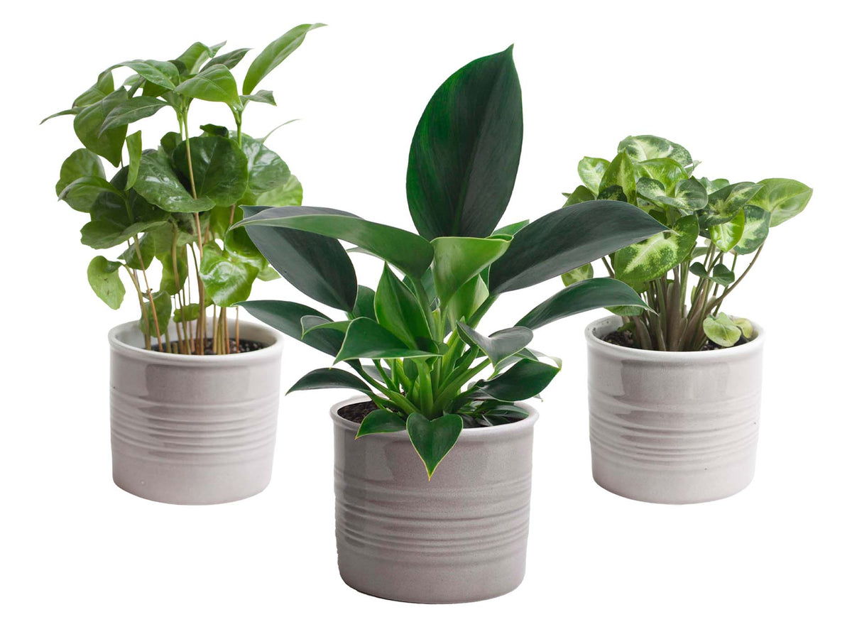 Mini-Green | Trio ‘Stevig Groen’ In Laos Keramiek (Grijs)