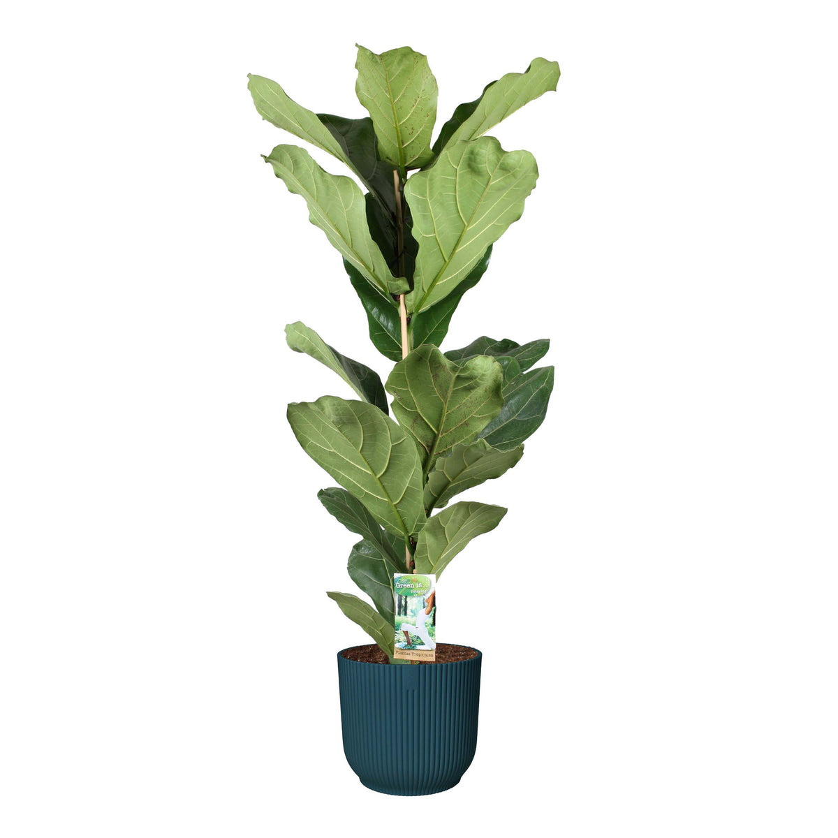 Ficus Lyrata In Elho Sierpot Vibes Fold Round (Diepblauw)