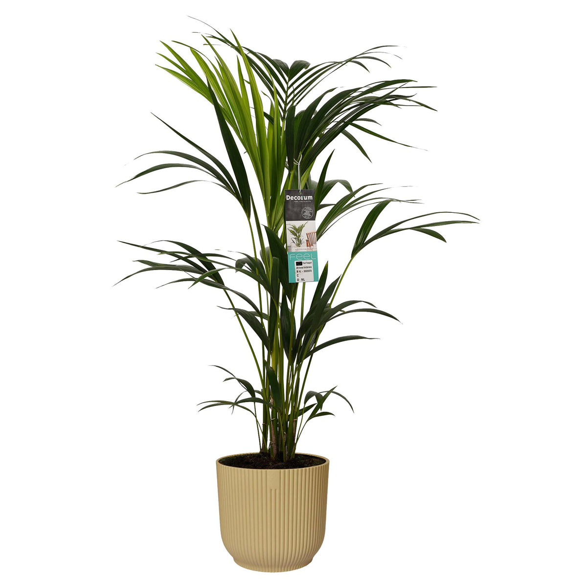 Kentia Palm In Elho Sierpot Vibes Fold (Botergeel)