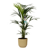 Kentia Palm In Elho Sierpot Vibes Fold (Botergeel)
