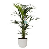 Kentia Palm In Elho Sierpot Vibes Fold (Zijdewit)