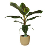 Musa Dwarf Cavendish  In Elho Sierpot Vibes Fold Round (Botergeel)