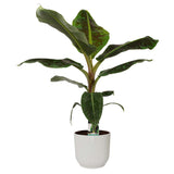 Musa Dwarf Cavendish  In Elho Sierpot Vibes Fold Round (Zijdewit)