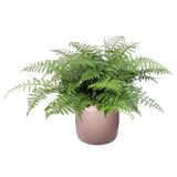 Elho ® Pure Beads Small Ø 40 (Pebble Pink) Met Asplenium Parvati