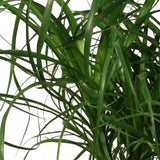 Beaucarnea (Vertakt) In Kira Mand