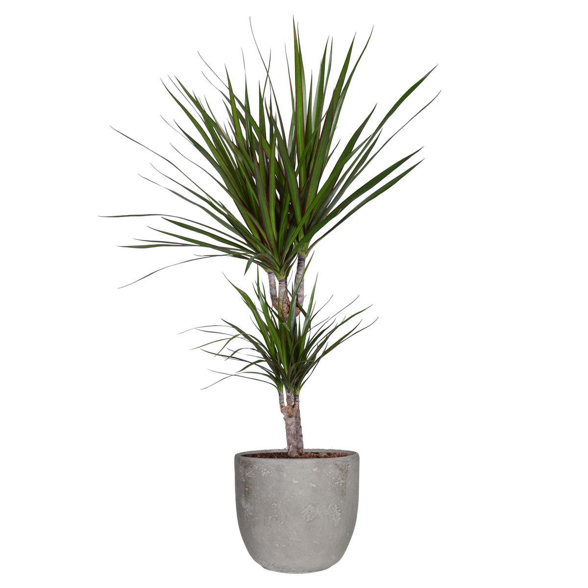 Dracaena Marginata' In Mica Sierpot Jimmy (Lichtgrijs)