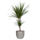 Dracaena Marginata' In Mica Sierpot Jimmy (Lichtgrijs)