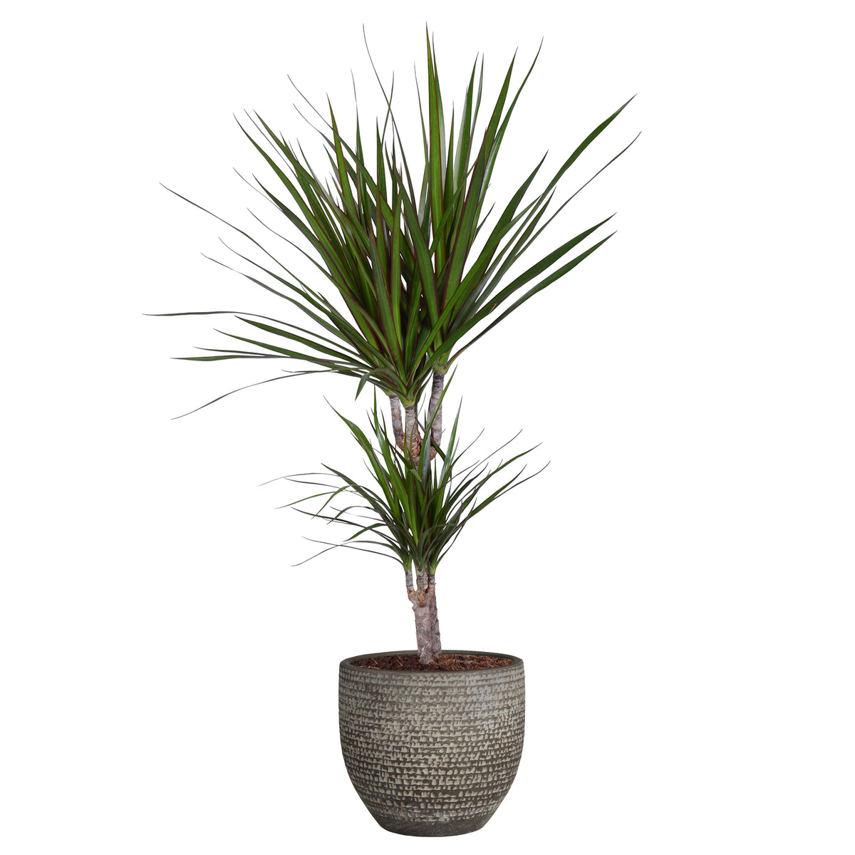 Dracaena 'Marginata' In Mica Sierpot Carrie (Donkergrijs)
