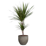 Dracaena 'Marginata' In Mica Sierpot Carrie (Donkergrijs)