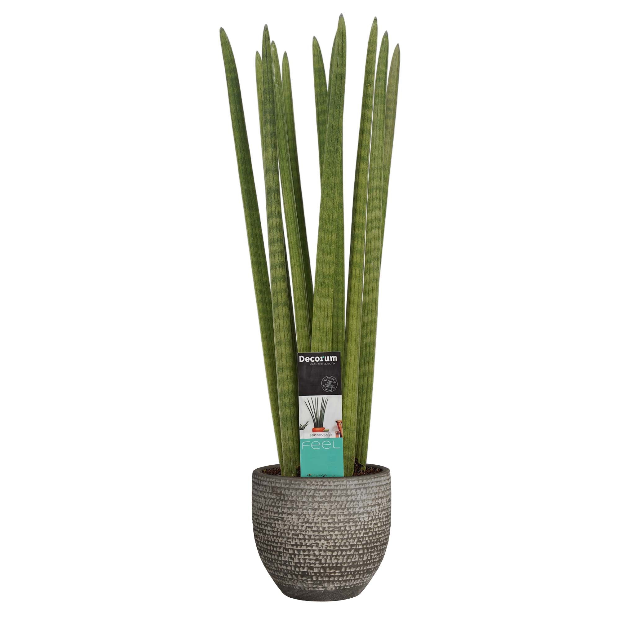 Sansevieria Cylindrica Straight In Mica Sierpot Carrie (Donkergrijs)