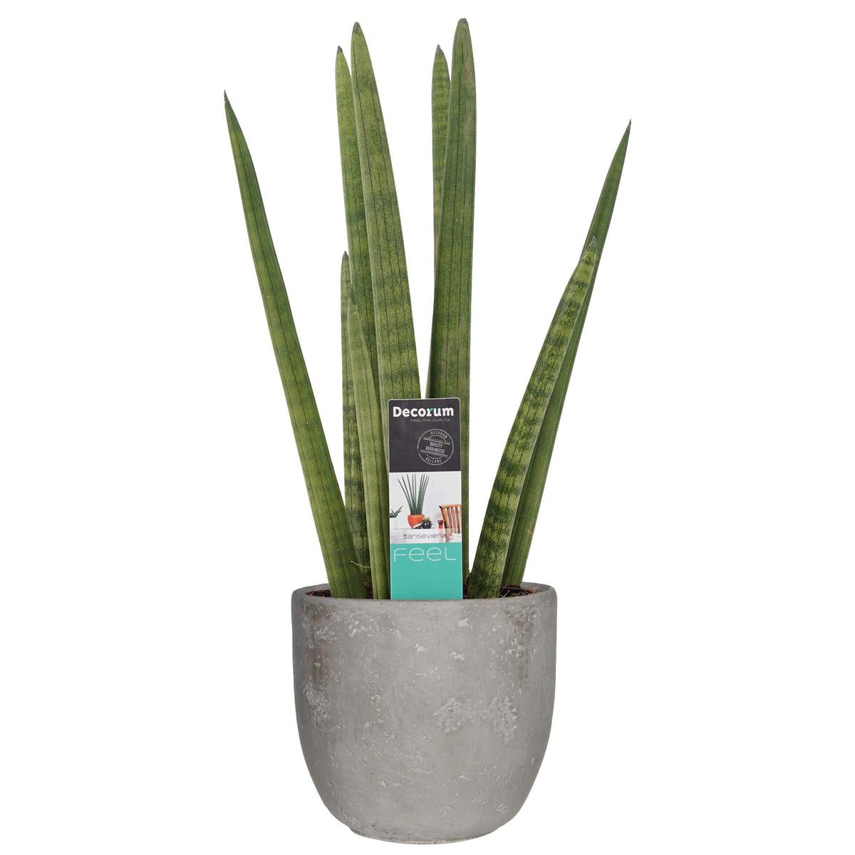 Sansevieria Cylindrica In Mica Sierpot Jimmy (Lichtgrijs)
