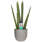 Sansevieria Cylindrica In Mica Sierpot Jimmy (Lichtgrijs)