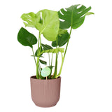 Monstera Deliciosa In Elho Vibes (Roze)