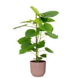 Ficus Umbellata In Elho Vibes (Roze)