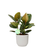 Ficus Robusta In Elho Vibes (Wit)