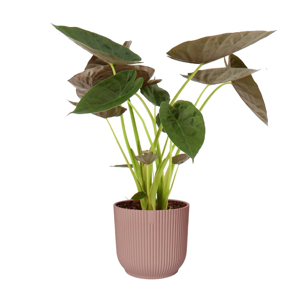 Alocasia Wentii In Elho Vibes (Roze)