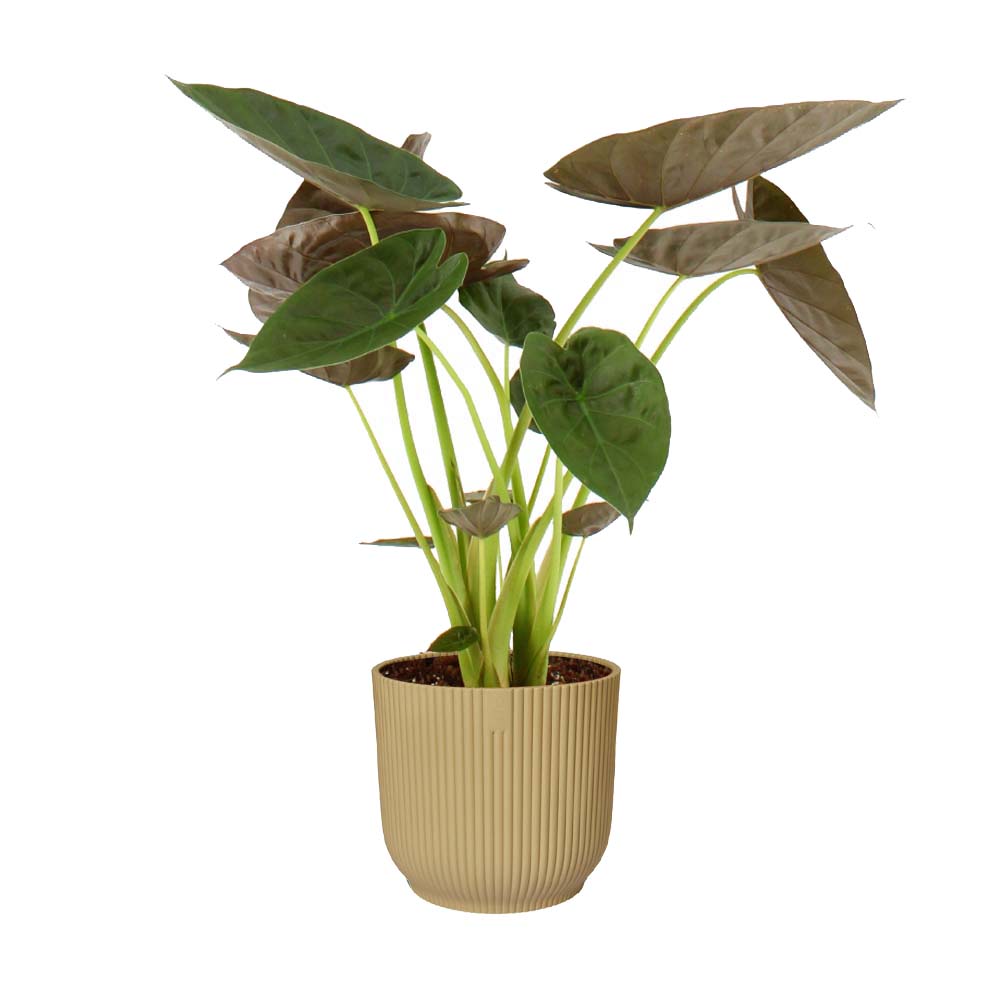 Alocasia Wentii In Elho Vibes (Geel)