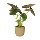 Alocasia Wentii In Elho Vibes (Geel)