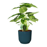 Alocasia Frydek In Elho Vibes (Blauw)