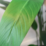 Prettyplants B.v. Streltizia Kunstplant