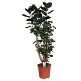 Decorum Xl Polyscias Fabian Vertakt