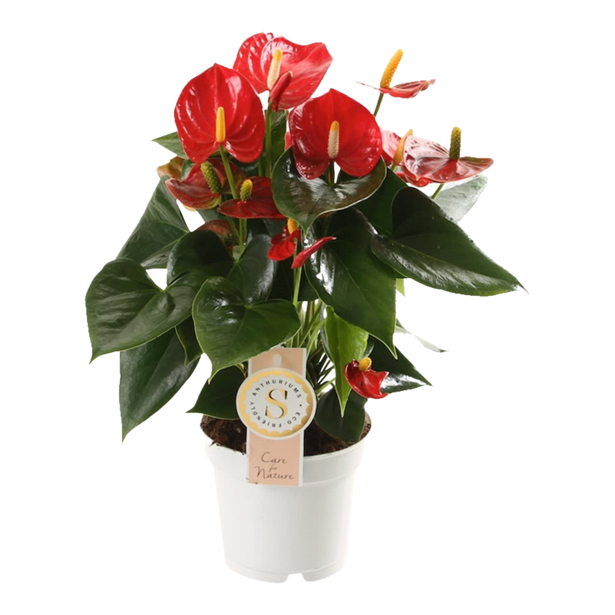 Anthurium &quot;Red Champion&quot;